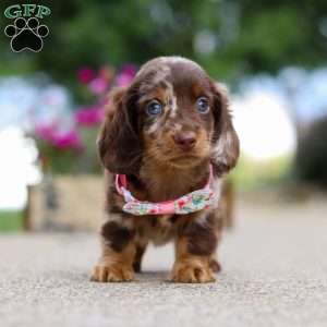 Pixel, Dachshund Puppy